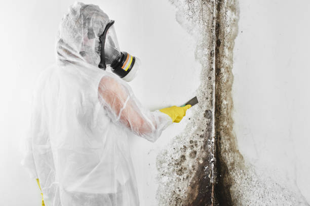 Best Commercial Mold Remediation in Mountain View Ranches, AZ